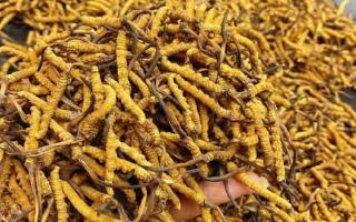 西藏那曲蟲草網(wǎng)｜一克冬蟲夏草煲多少水合適？行業(yè)權(quán)威指南來(lái)了