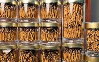 花膠和冬蟲夏草一起煲嗎？行業(yè)權(quán)威解讀+實操指南