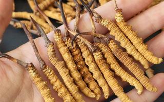 西藏那曲蟲(chóng)草網(wǎng)詳解：哪些地方能長(zhǎng)冬蟲(chóng)夏草？核心產(chǎn)區(qū)全解析