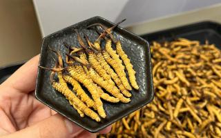 怎么選冬蟲夏草好壞？5步精準鑒別，避坑不踩雷