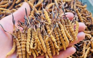 35元一根的冬蟲夏草能買嗎？——揭秘低價(jià)蟲草真相