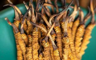 900根一斤的冬蟲夏草價格多少？西藏那曲蟲草網(wǎng)揭秘2026年最新行情及選購指南