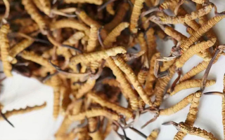 養(yǎng)生滋補(bǔ)冬蟲夏草哪里買？西藏那曲蟲草網(wǎng)教你選對(duì)渠道，買正買值