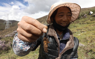 西藏哪個地區(qū)冬蟲夏草好？那曲蟲草穩(wěn)居品質(zhì)之巔