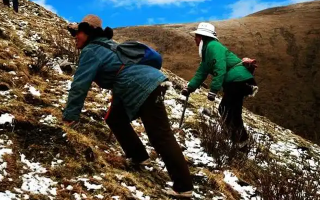 冬蟲夏草如何區(qū)別好壞？那曲行業(yè)平臺教你4步精準(zhǔn)鑒別