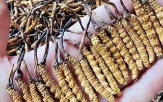 冬蟲(chóng)夏草行情解析：那曲優(yōu)質(zhì)草穩(wěn)挺高位，兩極分化凸顯