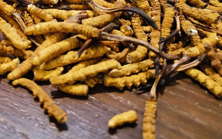 揭秘：什么樣的冬蟲夏草品質(zhì)最好？