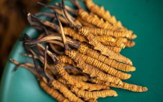 4根一克的冬蟲(chóng)夏草多大？那曲蟲(chóng)草行業(yè)網(wǎng)站詳解尺寸標(biāo)準(zhǔn)