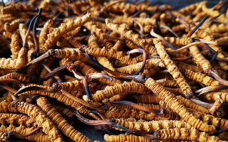 大批量冬蟲夏草保存方法，鎖住雪域營養(yǎng)不流失