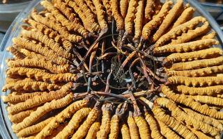 燉鴨子能放冬蟲夏草嗎？詳解搭配要點與滋補邏輯