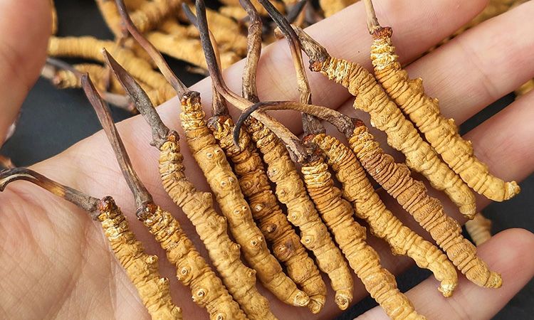 <a href=http://m.yangtenghuanbao.com/s/cczjjd target=_blank class=infotextkey>冬蟲夏草真假鑒定</a>