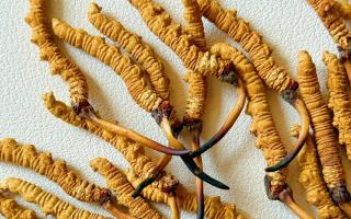 去西藏哪里買冬蟲夏草？藏農(nóng)神草那曲源頭品牌，解鎖本地正宗選購地